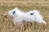 TERRIER DU TIBET 090